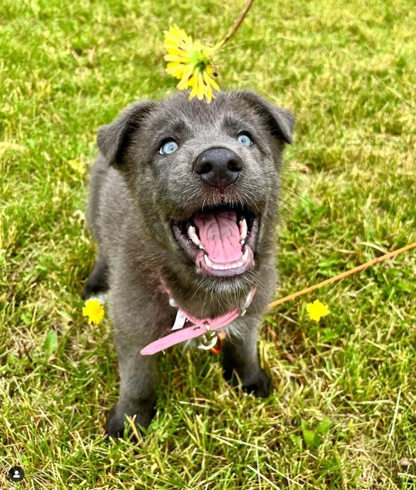 a black lycan shepherd with blue eyes on a green grass