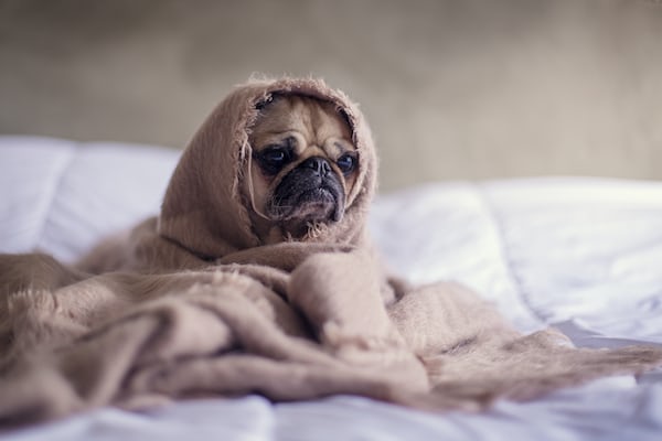 Dog covered in blanket feeling cold