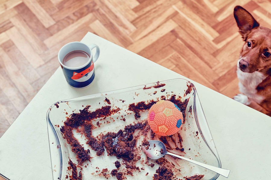 dog-looking-towards-a-mug-of-coffee-and-cake