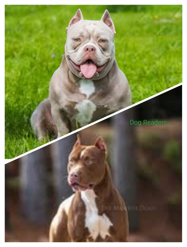 American bully and pitbull on a grass field