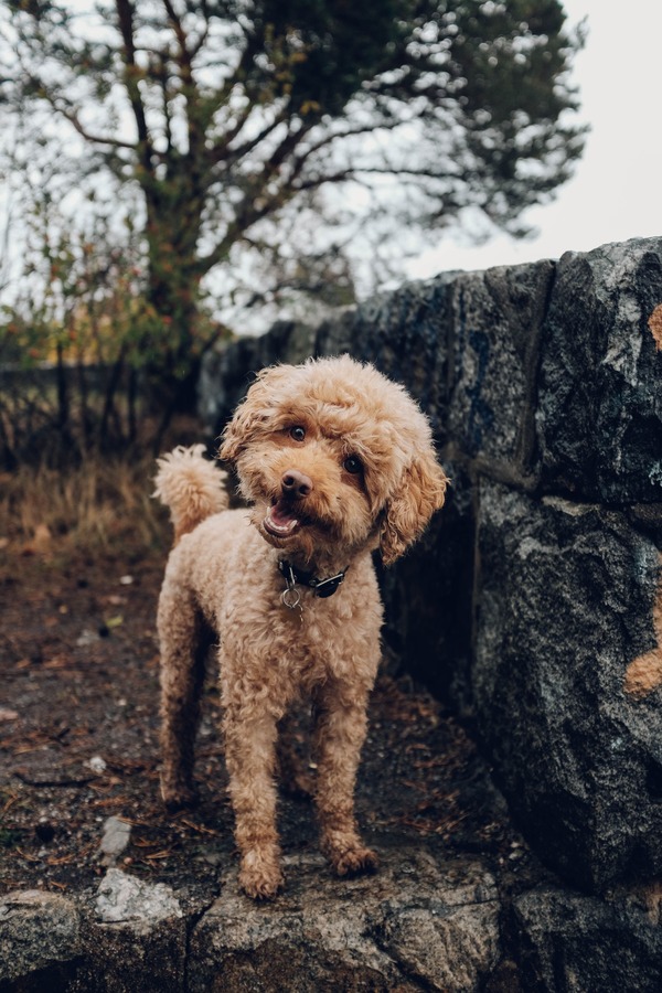 Shih Tzu poodle mix standing in field