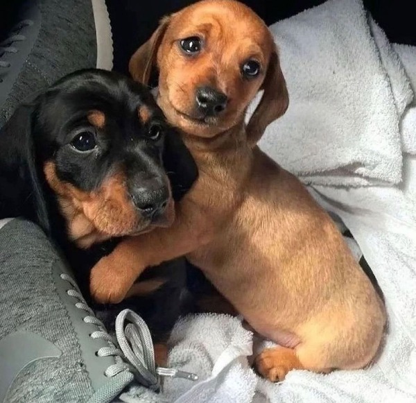 a black and other brown and black color dachshunds hugging on bed