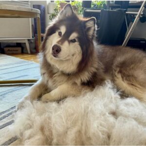 a white and brown husky with hair after grooming sitting on floor