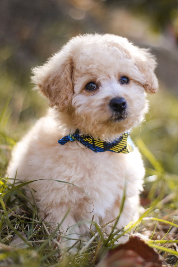 a white color poodle sitting on the grass