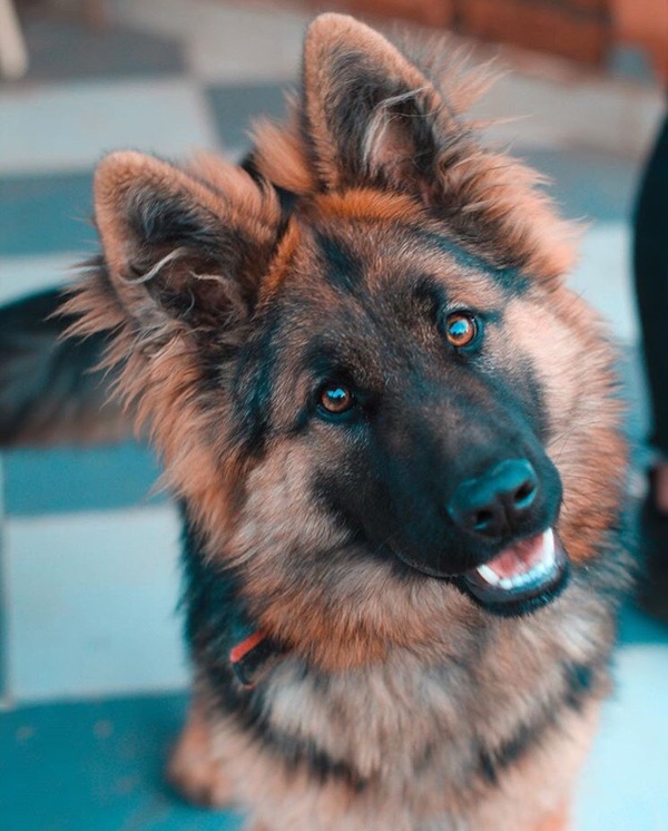 black and tan color german shepherd