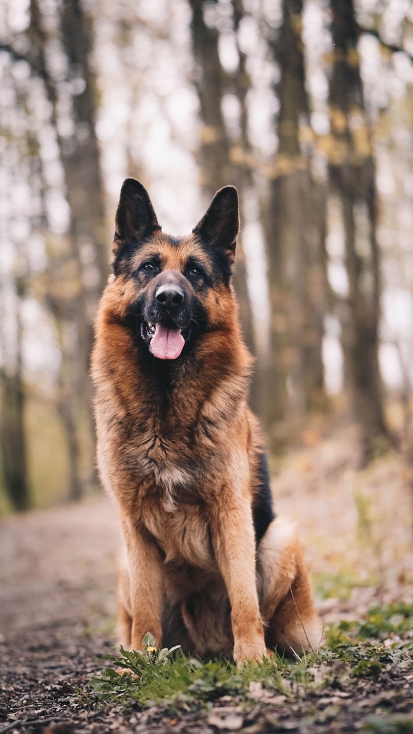 brown and black color german shepherd in forest