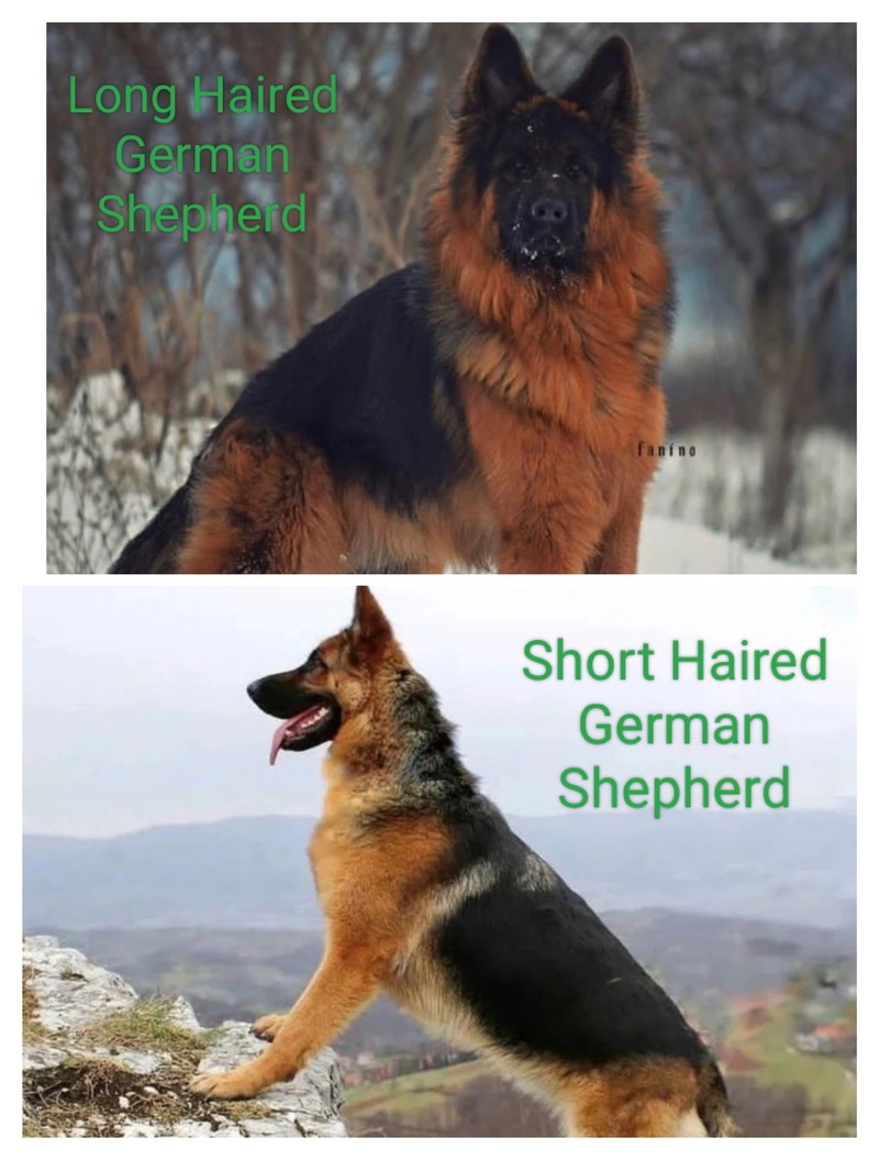 brown and tan long hair and short haired german shepherds