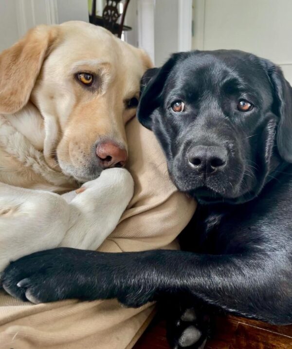 two labrador retriever dog one black color and other tan and white