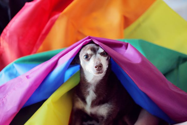 white and brown color dog under a gay falg