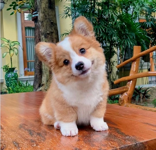 medium sized white and tan color cowboy corgi sitting in the garden on a wooden platform