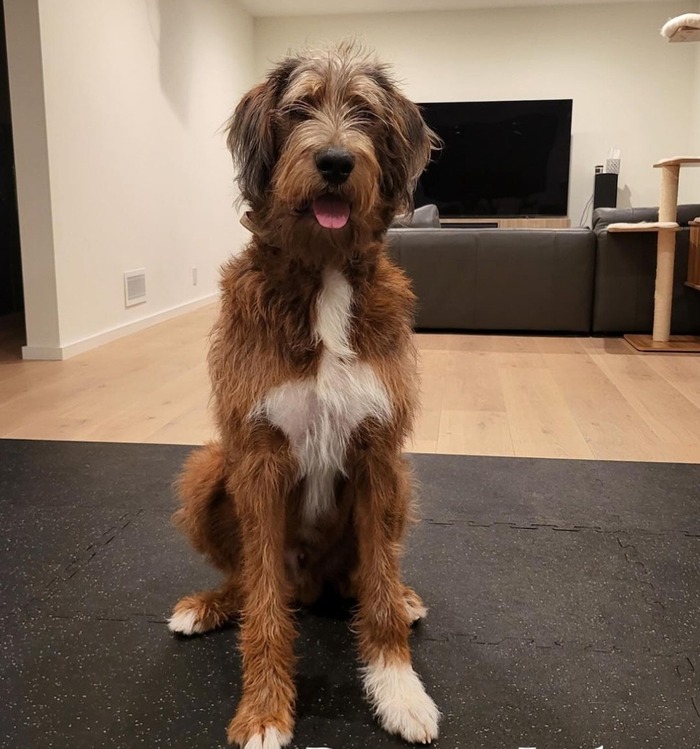 tan and white bi color wolfadoodle sitting on the floor