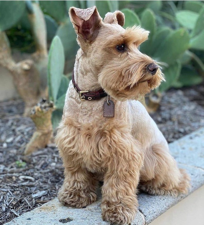 tan color schnauzers