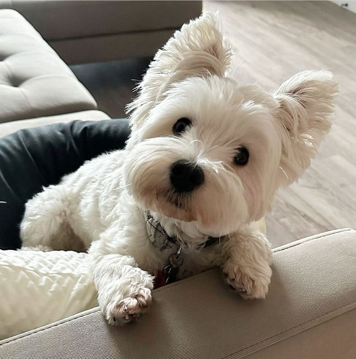 white color westies sitting on couch