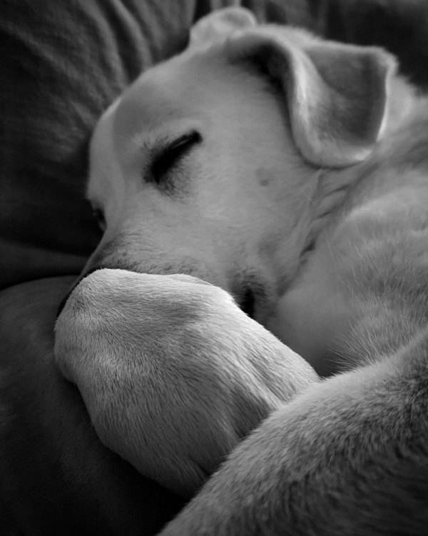 a dog is sleeping alone on the bed